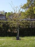 image of grave number 831184